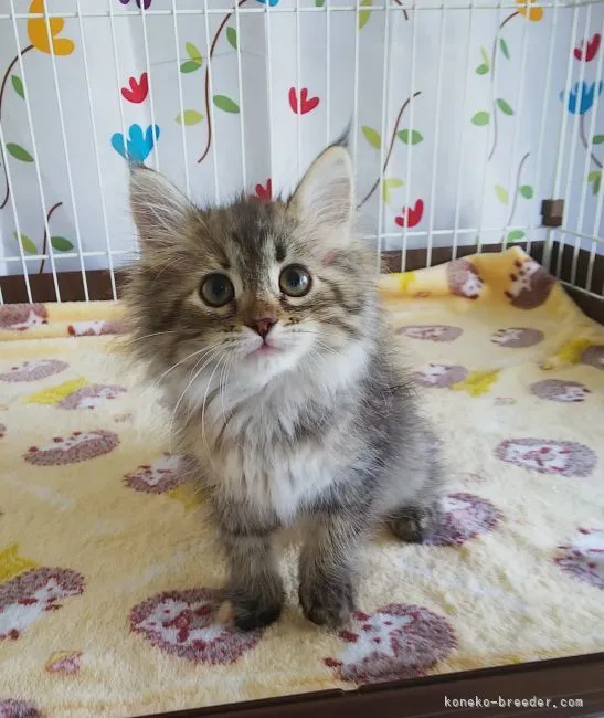 ID:2104-01480の子猫