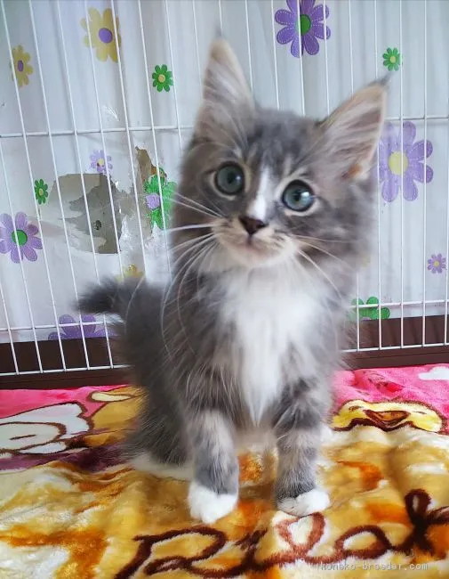 ID:2101-00681の子猫