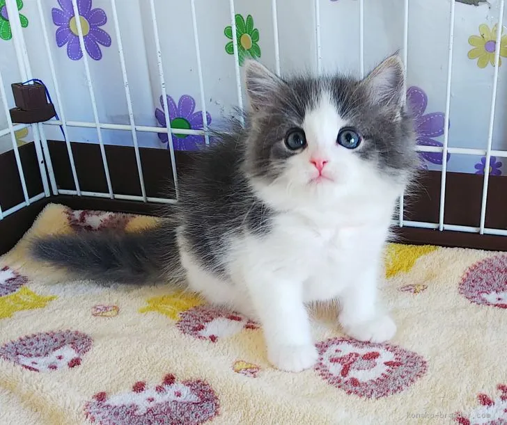 ID：2101-01292の子猫