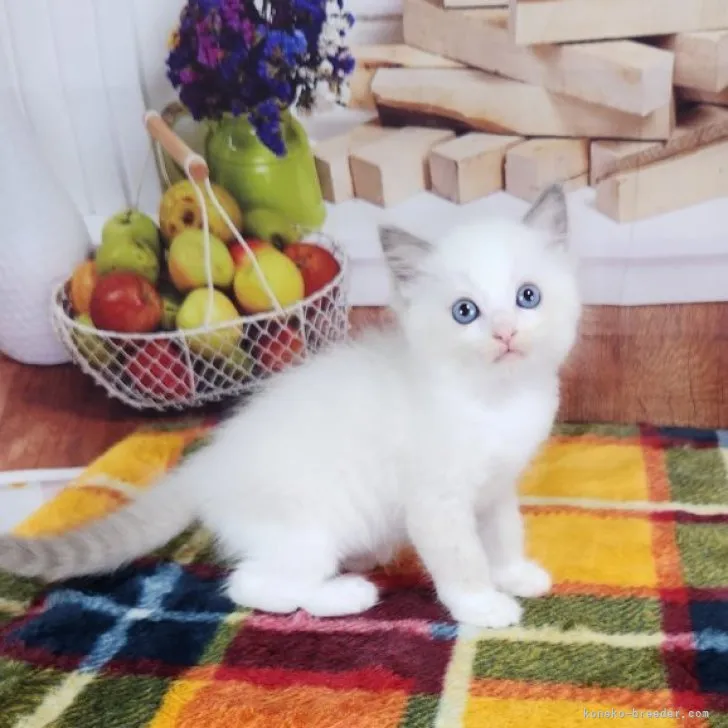 ID：2306-02487の子猫