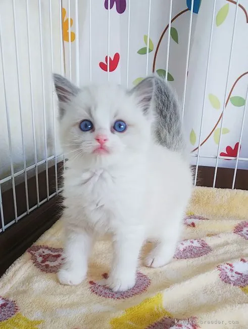 ID：2104-02033の子猫