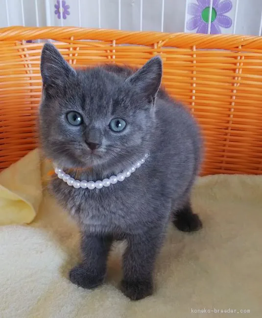 ID:2008-01527の子猫