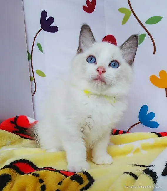 ID：2109-01770の子猫