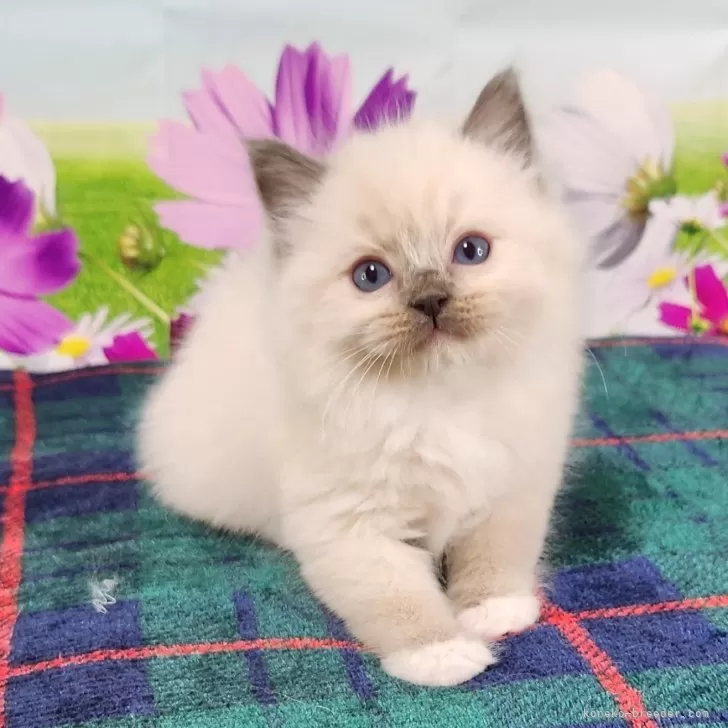 ID：2411-02948の子猫