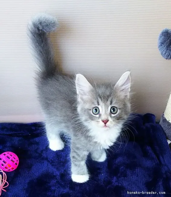 あっちゃん 様のお迎えした子猫