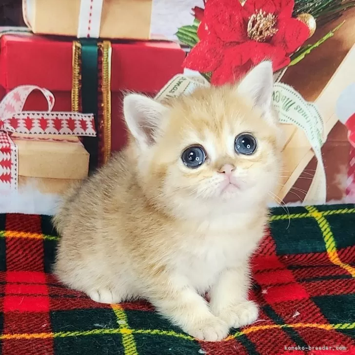 ID：2412-01022の子猫