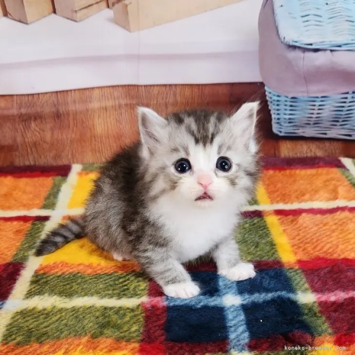 ID:2307-00578の子猫