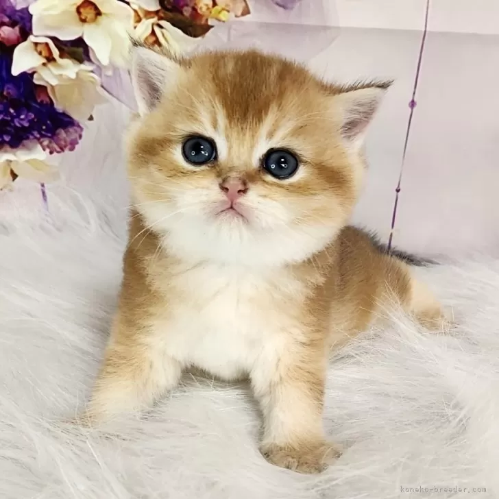 ID：2409-02438の子猫