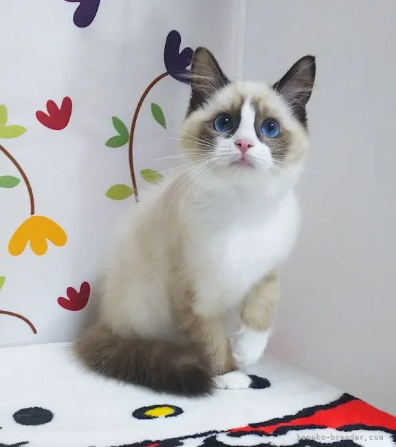 ID：2110-01738の子猫