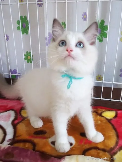 ID：2010-00589の子猫