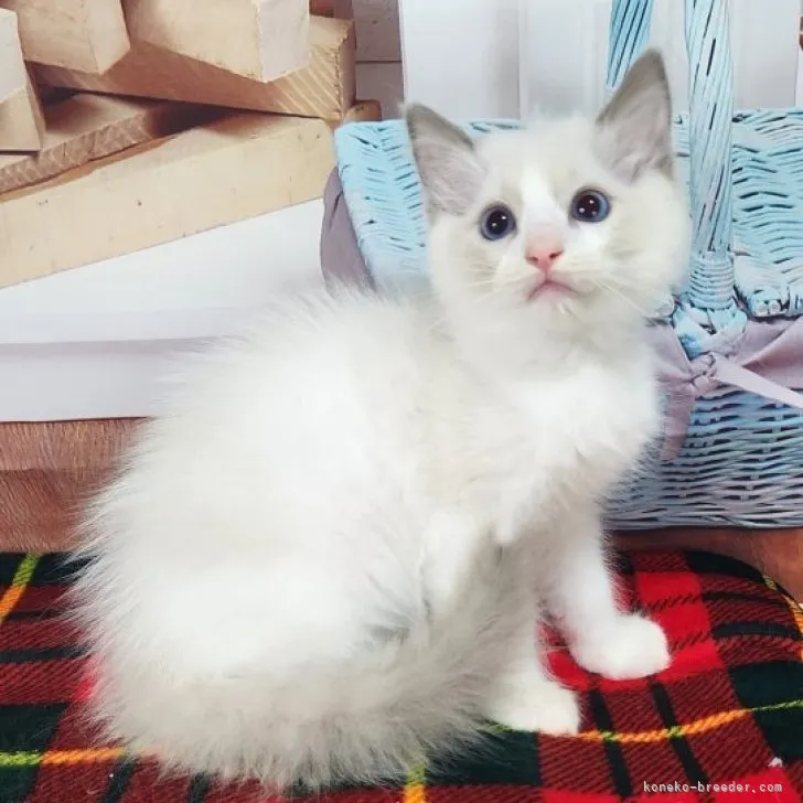 ID：2311-01275の子猫