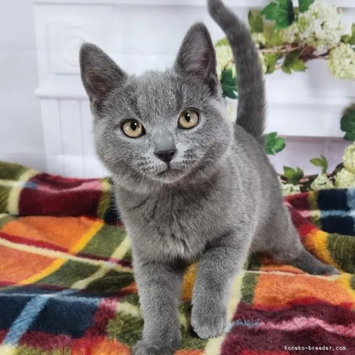 ID:2301-00577の子猫