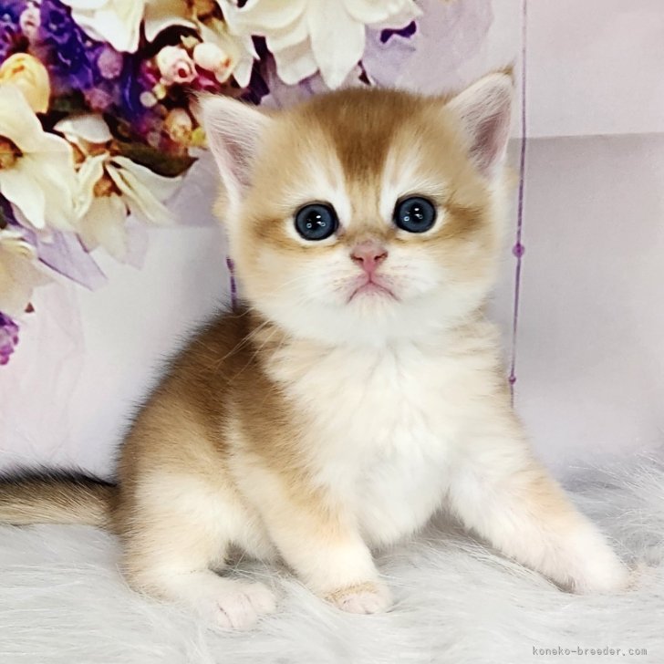 人気ペリーコ　ベージュ ブーティ TAXI 24.5 人気ペリーコ ベージュ ブーティ TAXI 24.5