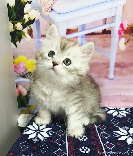 ID:2201-01867の子猫