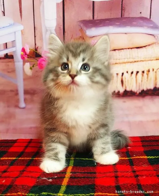 ID：2204-01290の子猫