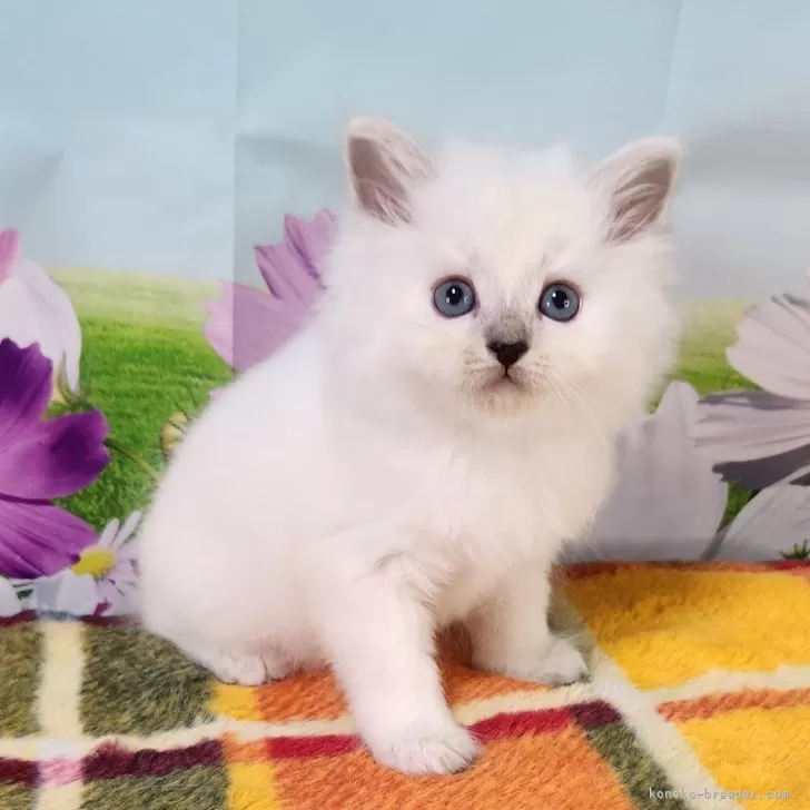 サイベリアン【奈良県・男の子・2024年10月4日・ブルーリンクスポイント】の写真1