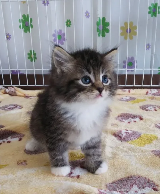 ID：2011-00010の子猫