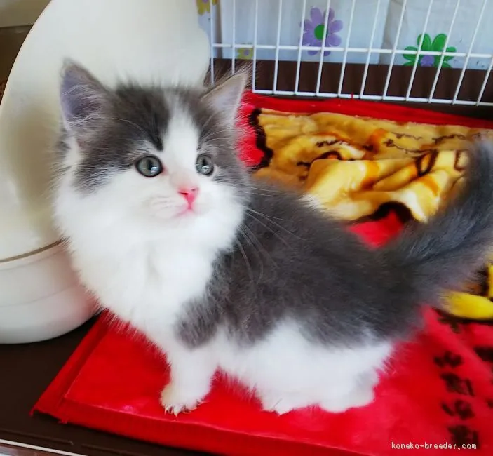 ID：2101-01294の子猫