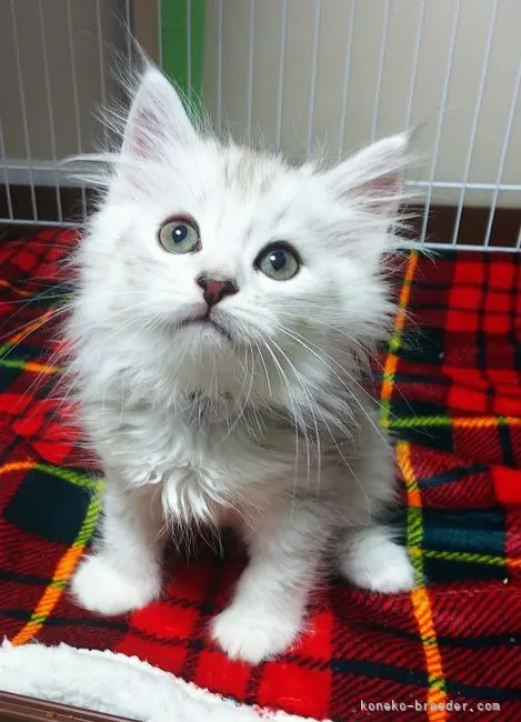 ID：2108-02174の子猫