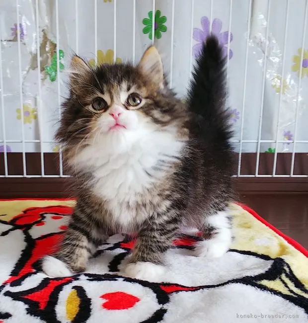ID：2103-01558の子猫