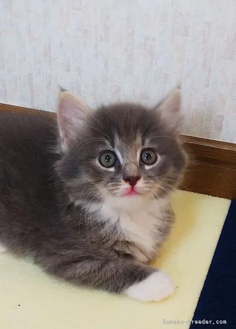 ID：2205-02315の子猫