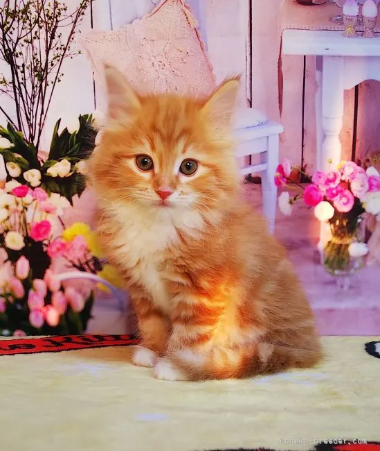 ID：2203-00641の子猫