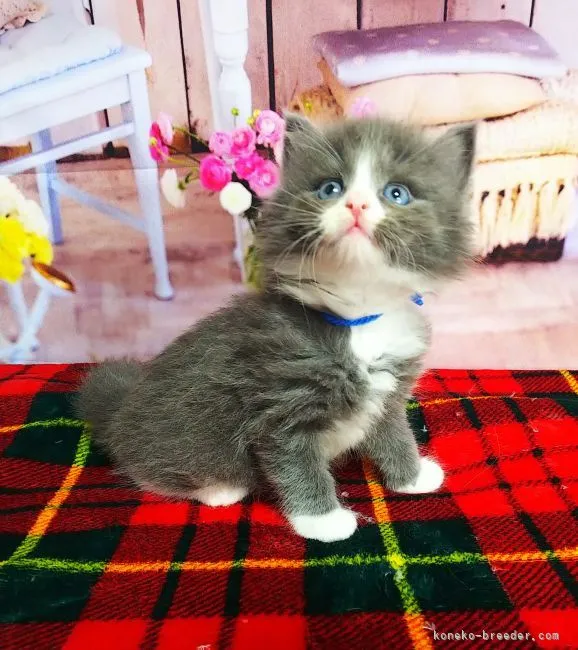 ID：2112-00822の子猫