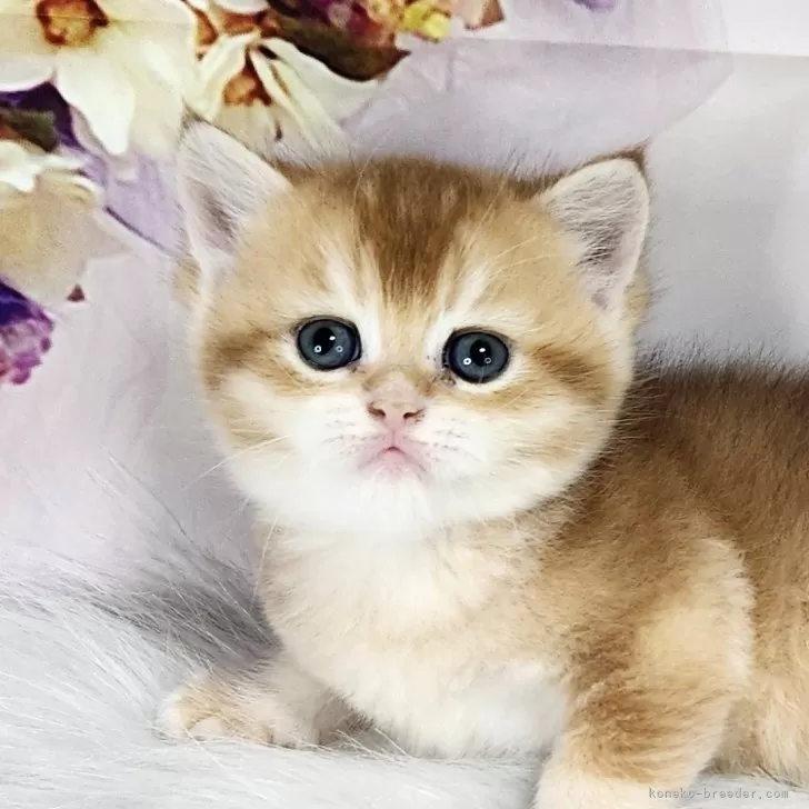 ID：2409-02490の子猫