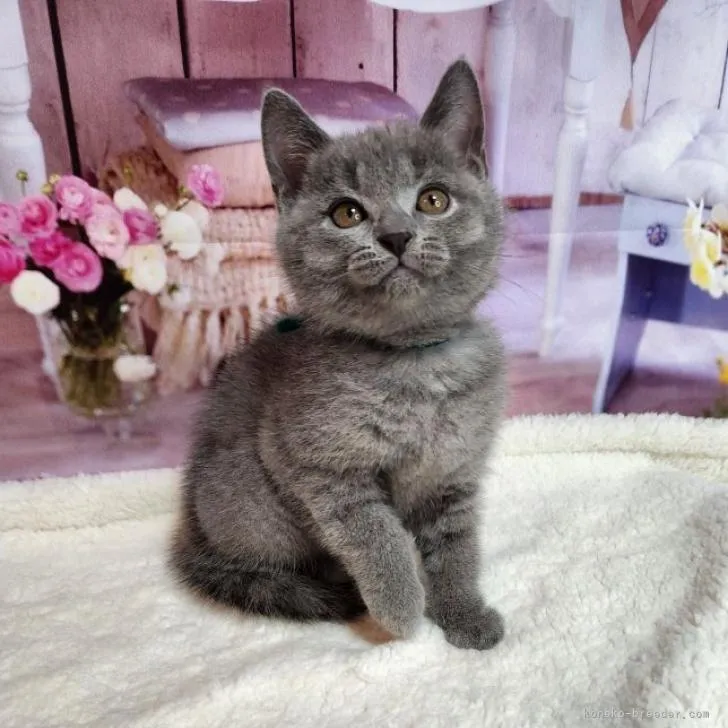 ID：2206-02935の子猫