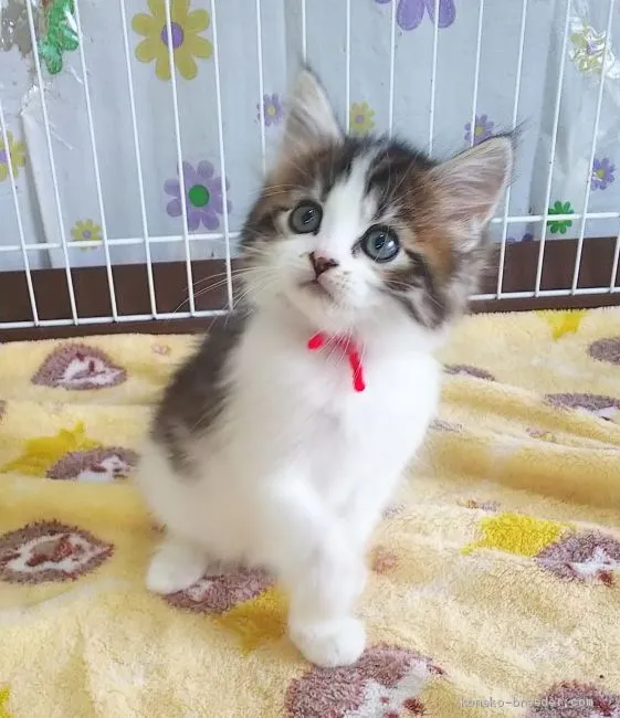 ID：2102-01711の子猫