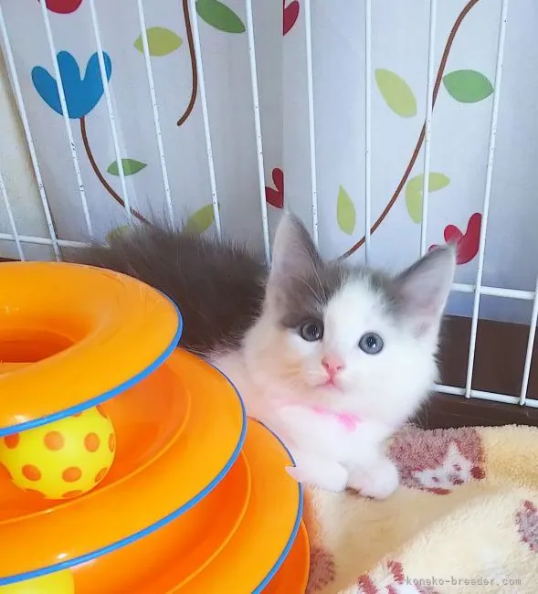 ID：2106-02046の子猫