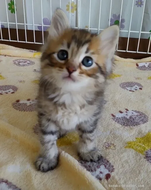 ID：2103-00170の子猫