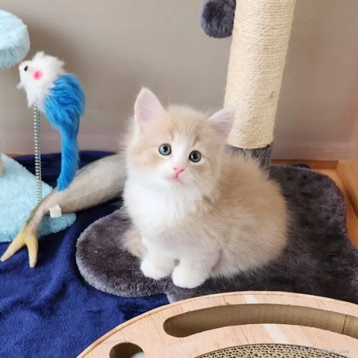ID：2305-03529の子猫