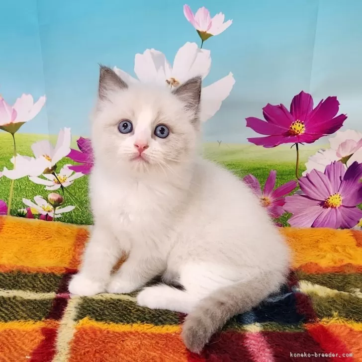 ID:2409-00758の子猫