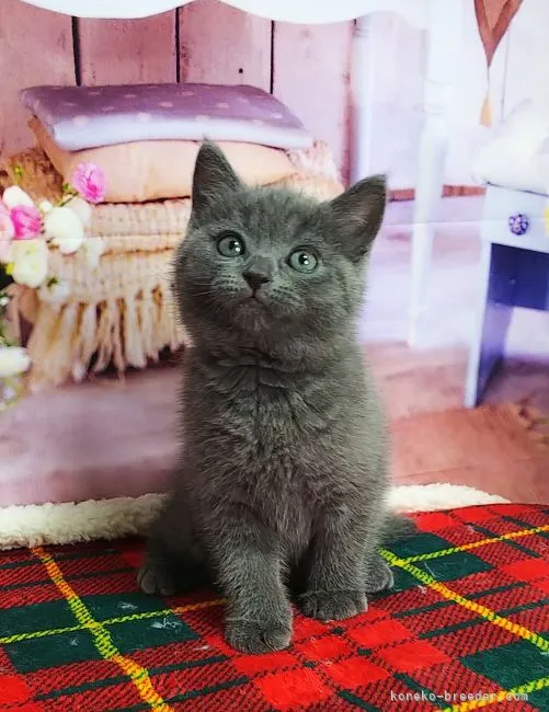 ID：2112-00747の子猫