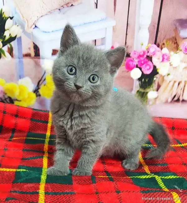 ID：2112-00745の子猫