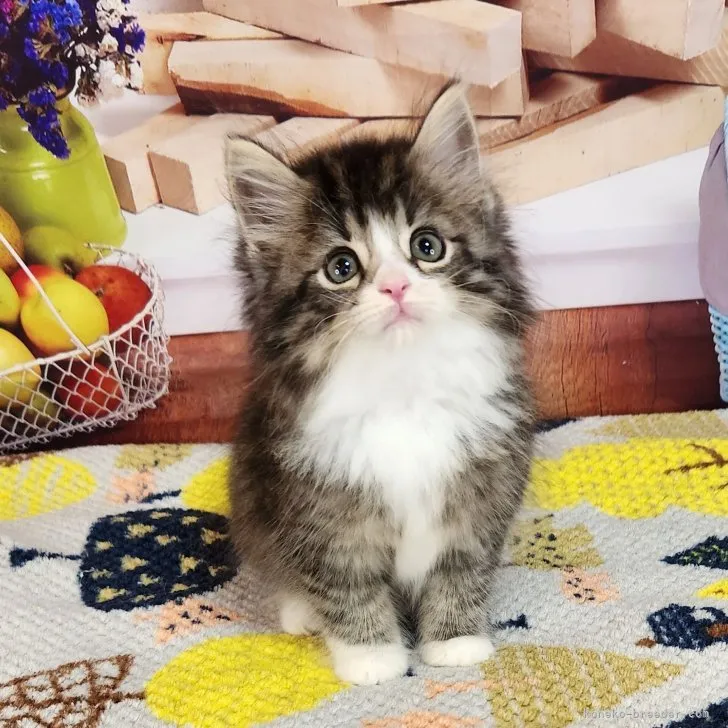 ID：2307-00575の子猫