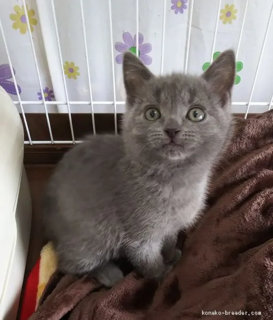 ID：2010-01253の子猫