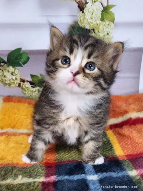 ID：2211-00289の子猫