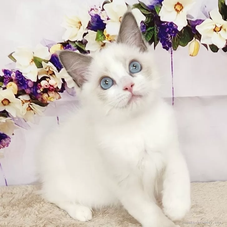 ID：2405-02329の子猫
