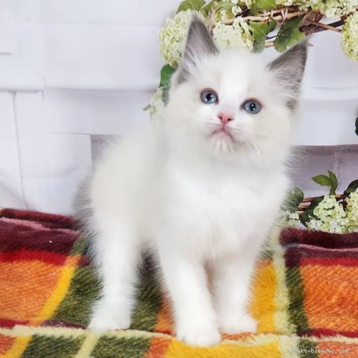 ID：2301-02080の子猫