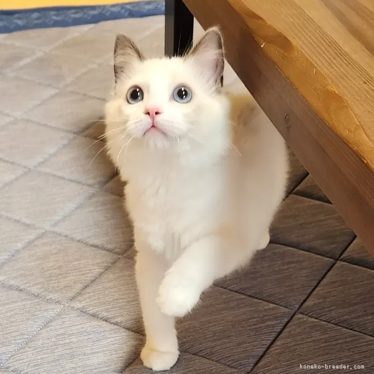 Y.H 様のお迎えした子猫