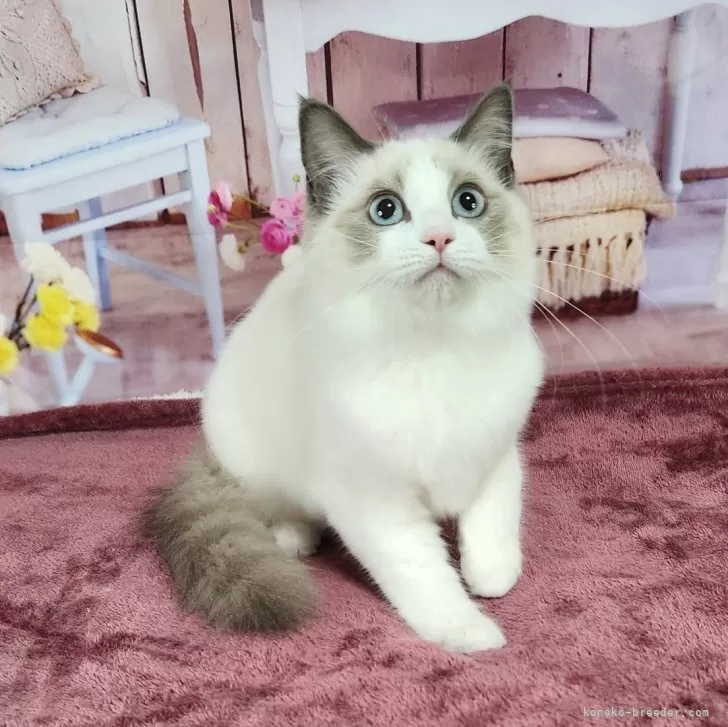 ID：2312-02910の子猫