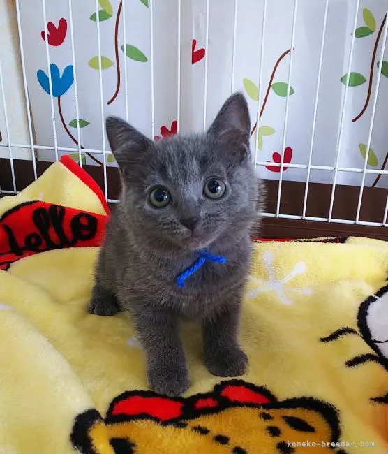 ID：2106-02491の子猫