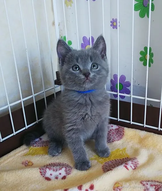 ID：2102-01387の子猫