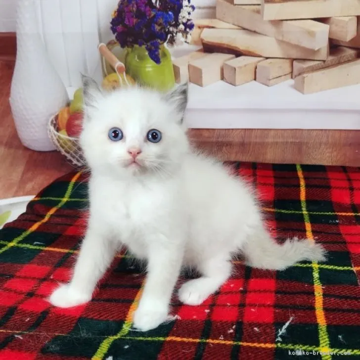 ID：2310-01924の子猫