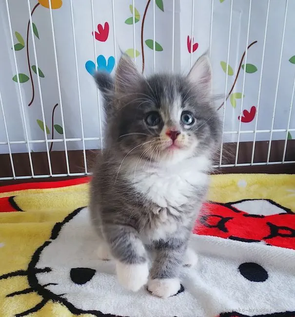 ID：2106-01615の子猫