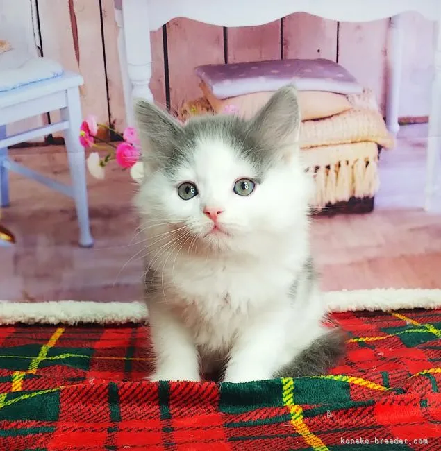 ID：2112-02279の子猫