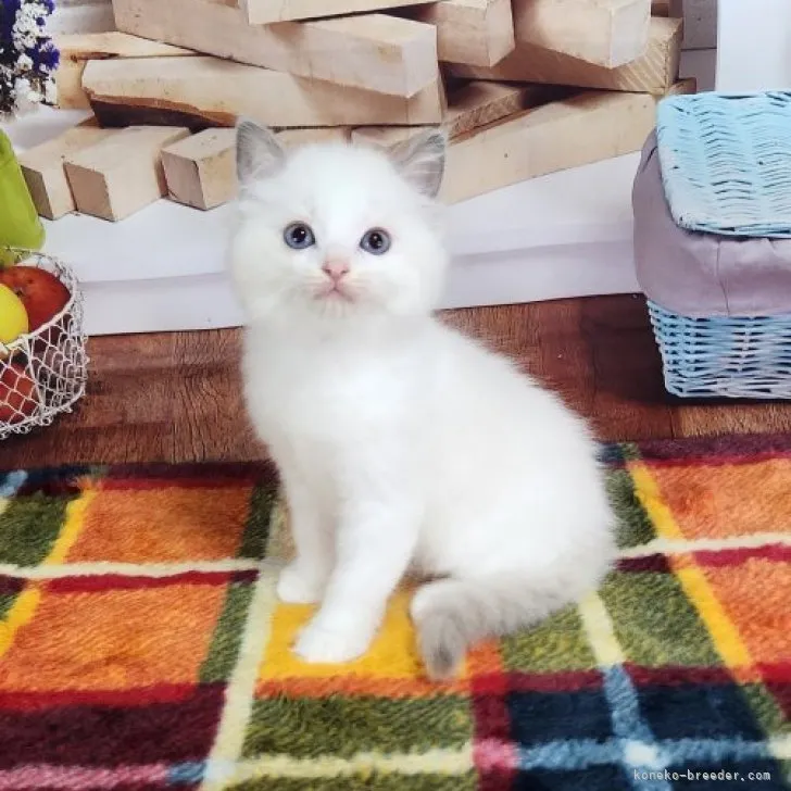 ID：2306-00115の子猫