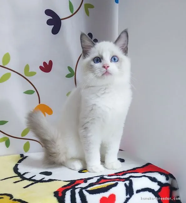 ID：2109-01359の子猫